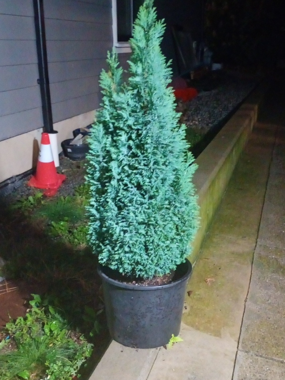 Live Potted Arborvitae (Green) - Home Holiday